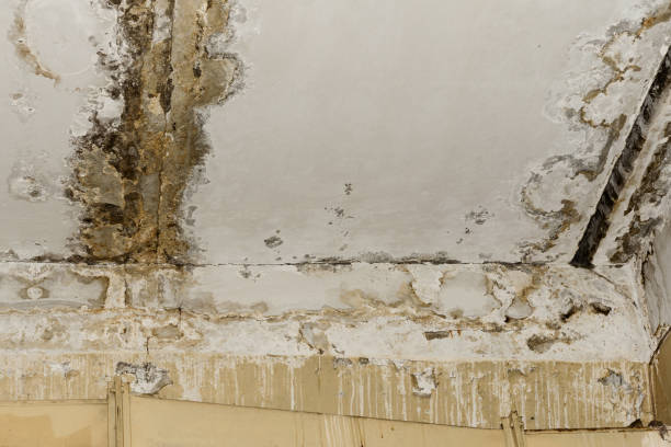 Best Industrial Mold Remediation  in Monroe, OH