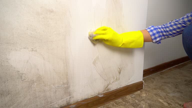 Environmental Consulting for Mold Prevention in Monroe, OH