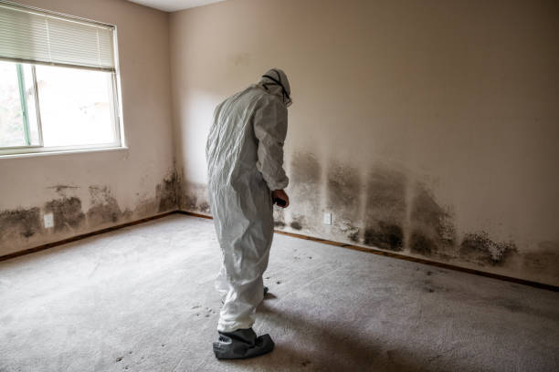 Mold Odor Removal Services in Monroe, OH