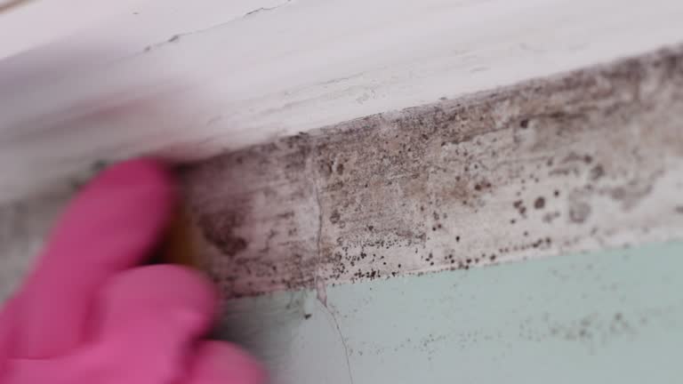 Reliable Monroe, OH Mold Removal Solutions